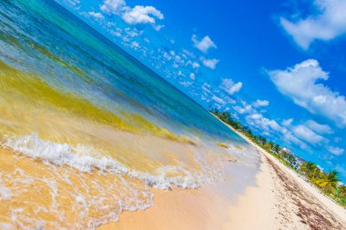 Tropical mexican beach landscape panorama with clear turquoise blue water and seaweed sargazo in Playa del Carmen Mexico.
