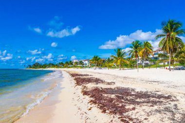 Tropical mexican beach landscape panorama with clear turquoise blue water and seaweed sargazo in Playa del Carmen Mexico.