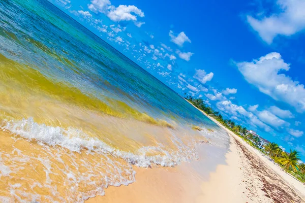 Tropical mexican beach landscape panorama with clear turquoise blue water and seaweed sargazo in Playa del Carmen Mexico.