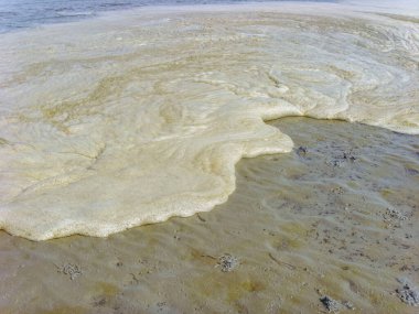 Wremen Wursten Cuxhaven Aşağı Saksonya Almanya 'sında, Kuzey Denizi kıyısında deniz manzaralı deniz solucanları ve deniz solucanları....