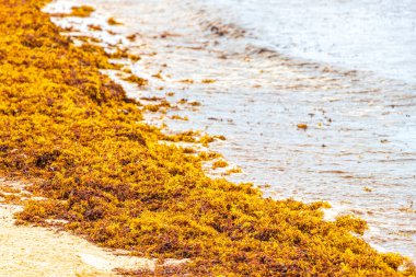 A lot of red very disgusting seaweed sargazo at tropical mexican beach and Punta Esmeralda in Playa del Carmen Mexico.