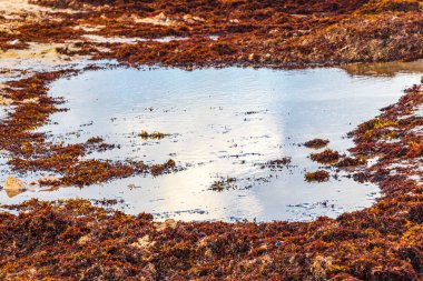 A lot of red very disgusting seaweed sargazo at tropical mexican beach and Punta Esmeralda in Playa del Carmen Mexico.