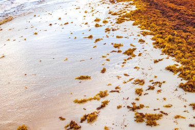 A lot of red very disgusting seaweed sargazo at tropical mexican beach and Punta Esmeralda in Playa del Carmen Mexico.