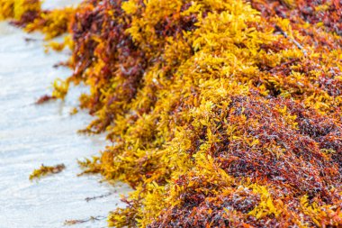 A lot of red very disgusting seaweed sargazo at tropical mexican beach and Punta Esmeralda in Playa del Carmen Mexico.