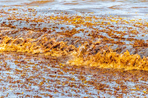 Lot Red Very Disgusting Seaweed Sargazo Tropical Mexican Beach Punta — 스톡 사진