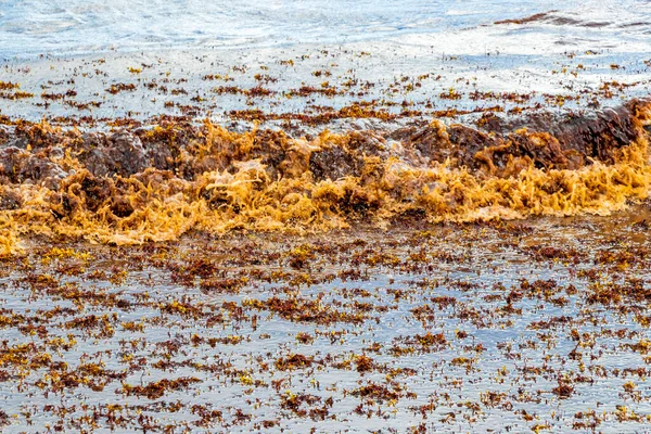 Lot Red Very Disgusting Seaweed Sargazo Tropical Mexican Beach Punta — Stockfoto