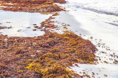 A lot of red very disgusting seaweed sargazo at tropical mexican beach and Punta Esmeralda in Playa del Carmen Mexico.