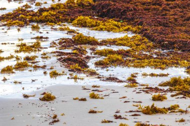 A lot of red very disgusting seaweed sargazo at tropical mexican beach and Punta Esmeralda in Playa del Carmen Mexico.