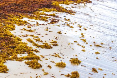 A lot of red very disgusting seaweed sargazo at tropical mexican beach and Punta Esmeralda in Playa del Carmen Mexico.