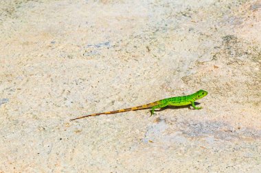 Bir Karayip yeşil kertenkelesi Lacerta Viridis. Playa del Carmen Quintana Roo Meksika 'da yerde yarı yeşil yarı kahverengi kertenkele..