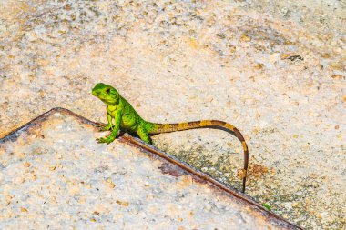 Bir Karayip yeşil kertenkelesi Lacerta Viridis. Playa del Carmen Quintana Roo Meksika 'da yerde yarı yeşil yarı kahverengi kertenkele..