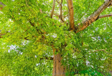 Playa del Carmen Quintana Roo Meksika 'daki tropik park ormanlarında dikenleri olan büyük, güzel Kapok ağacı Ceiba ağacı..