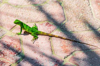 Bir Karayip yeşil kertenkelesi Lacerta Viridis. Playa del Carmen Quintana Roo Meksika 'da yerde yarı yeşil yarı kahverengi kertenkele..