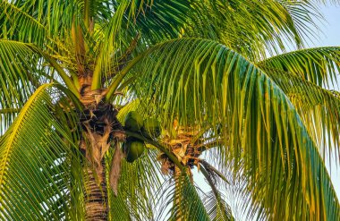Playa del Carmen Quintana Roo Meksika 'da Hindistan cevizi ve mavi gökyüzü arka planlı tropik doğal Meksika palmiyesi..