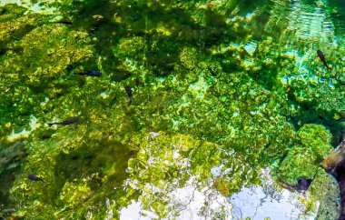 İnanılmaz mavi turkuaz su ve kireçtaşı mağarası çöküntüsü Puerto Aventuras Quintana Roo Mexico 'da Tajma ha Tajmaha' yı sahneledi..