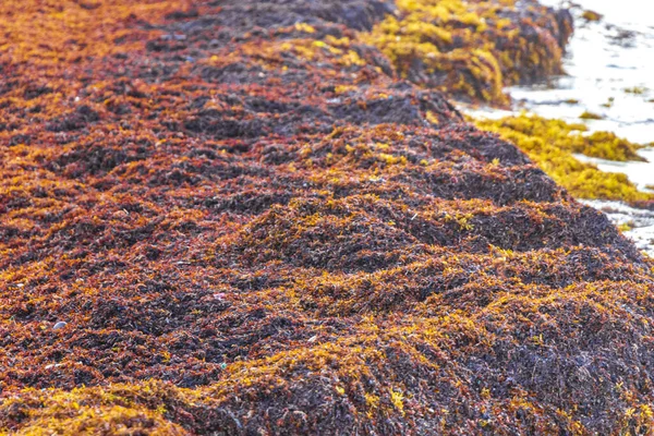A lot of red very disgusting seaweed sargazo at tropical mexican beach and Punta Esmeralda in Playa del Carmen Mexico.