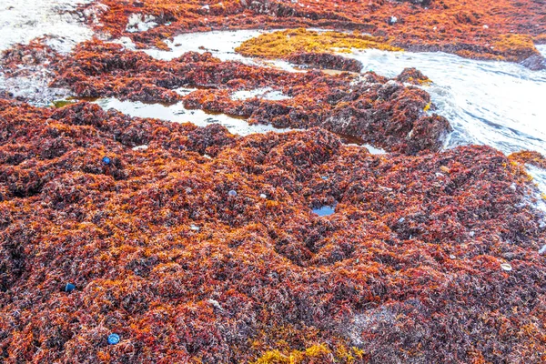 A lot of red very disgusting seaweed sargazo at tropical mexican beach and Punta Esmeralda in Playa del Carmen Mexico.