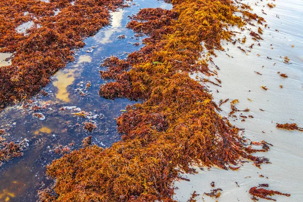 Lot Red Very Disgusting Seaweed Sargazo Tropical Mexican Beach Punta — Φωτογραφία Αρχείου