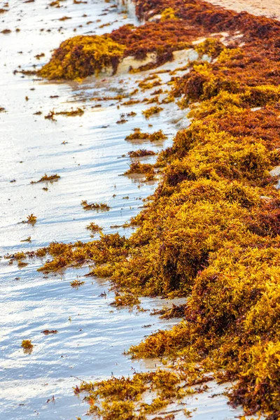 Lot Red Very Disgusting Seaweed Sargazo Tropical Mexican Beach Punta — Stockfoto