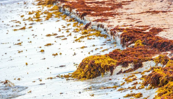 Lot Red Very Disgusting Seaweed Sargazo Tropical Mexican Beach Punta — Stock Fotó