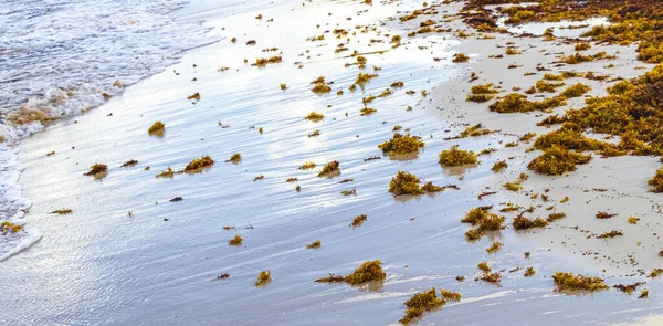 Lot Red Very Disgusting Seaweed Sargazo Tropical Mexican Beach Punta — Photo