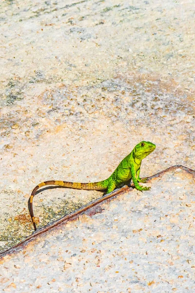 Caribbean Green Lizard Lacerta Viridis Half Green Half Brown Lizards — Stock Photo, Image