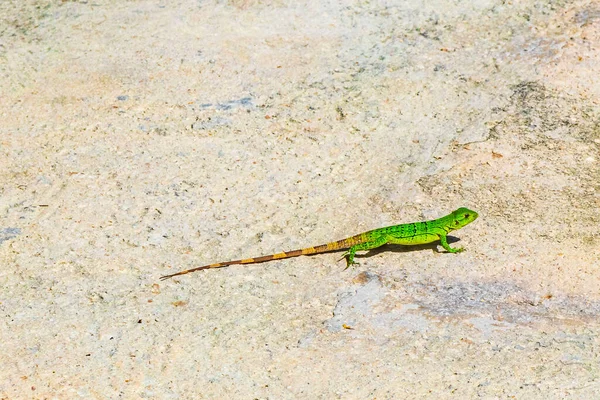 在墨西哥卡门 金塔纳罗奥州的地上 一只加勒比绿色蜥蜴Lacerta Viridis半绿色半绿色半褐色蜥蜴 — 图库照片
