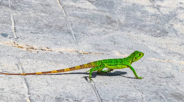 아메리카 대륙에 서식하는 캐리비안 도마뱀 Lacerta Viridis 녹색이고 도마뱀 Playa — 스톡 사진