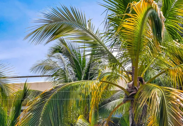 Tropikalne Naturalne Meksykańskie Palmy Orzechami Kokosowymi Błękitnym Tle Nieba Playa — Zdjęcie stockowe