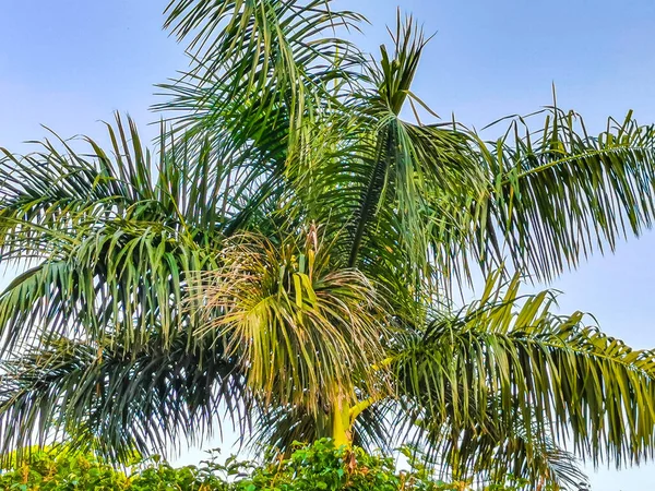Tropische Natuurlijke Mexicaanse Palmboom Met Kokosnoten Blauwe Lucht Achtergrond Playa — Stockfoto