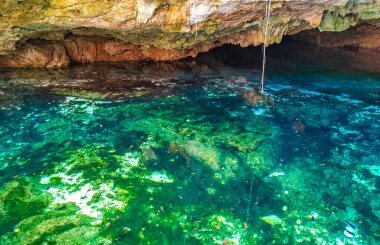 İnanılmaz mavi turkuaz su ve kireçtaşı mağarası çöküntüsü Puerto Aventuras Quintana Roo Mexico 'da Tajma ha Tajmaha' yı sahneledi..