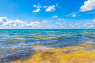 Playa del Carmen Mexico 'da berrak turkuaz mavi suyu olan tropik Meksika sahili manzarası..