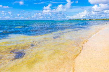 Playa del Carmen Mexico 'da berrak turkuaz mavi suyu olan tropik Meksika sahili manzarası..