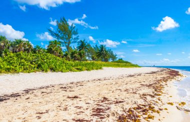 Tropical mexican beach landscape panorama with clear turquoise blue water and seaweed sargazo in Playa del Carmen Mexico.