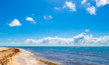 Tropical mexican beach landscape panorama with clear turquoise blue water and seaweed sargazo in Playa del Carmen Mexico.