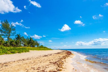Tropical mexican beach landscape panorama with clear turquoise blue water and seaweed sargazo in Playa del Carmen Mexico.