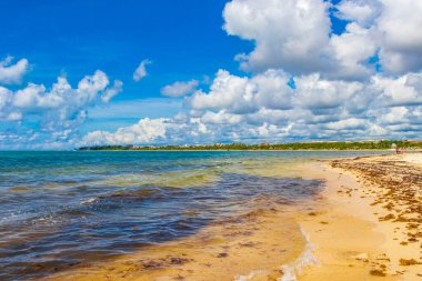 Tropical mexican beach landscape panorama with clear turquoise blue water and seaweed sargazo in Playa del Carmen Mexico.