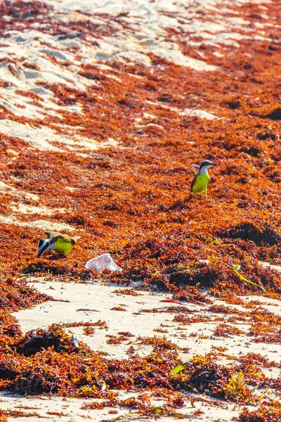 멕시코의 플라야델 카르멘 킨타나 멕시코 해변에서 역겨운 석관을 갈색의 — 스톡 사진