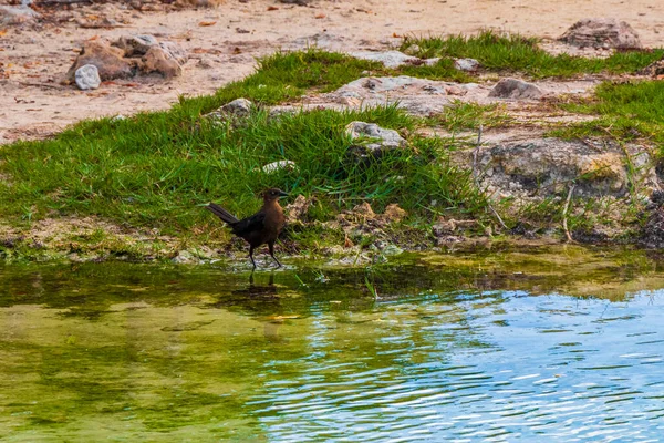 Grackle Quiscalus Mexicanus Macho Hembra Aves Bebiendo Agua Del Cenote — Foto de Stock