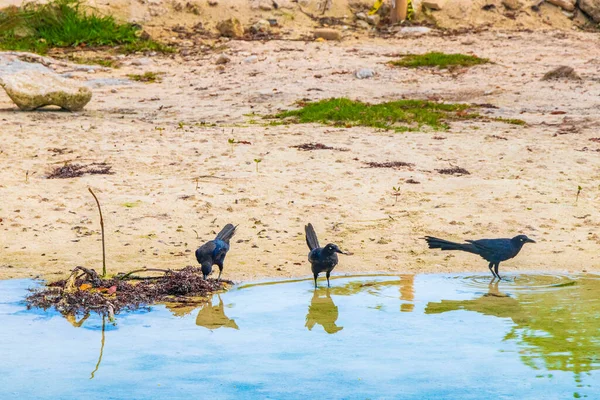 Grote Staart Quiscalus Mexicanus Mannelijke Vrouwelijke Vogels Drinken Water Van — Stockfoto
