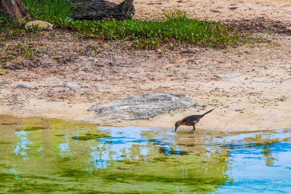 Grote Staart Quiscalus Mexicanus Mannelijke Vrouwelijke Vogels Drinken Water Van — Stockfoto