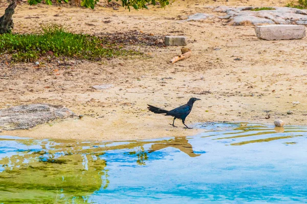 Großschwanzgrackle Quiscalus Mexicanus Männliche Vogelweibchen Trinken Wasser Der Cenote Punta — Stockfoto