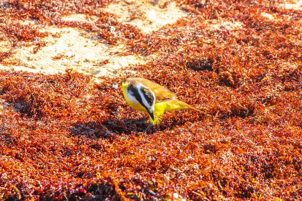 Große Kiskadee Gelb Braun Männliche Vogelweibchen Fressen Ekelhaften Sargazo Tropischen — Stockfoto