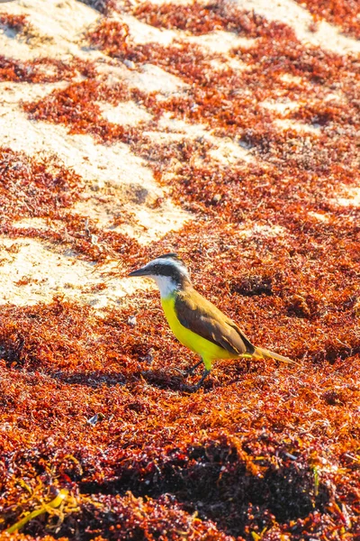 Great Kiskadee Yellow Brown Male Female Bird Birds Eating Disgusting — Stock Photo, Image