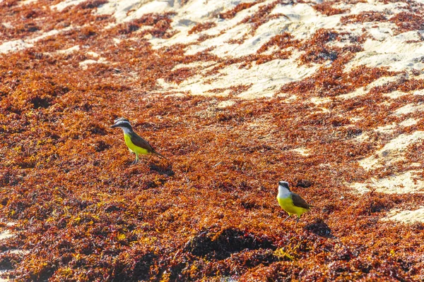 Gran Kiskadee Pájaro Hembra Macho Marrón Amarillo Comiendo Asqueroso Sargazo — Foto de Stock