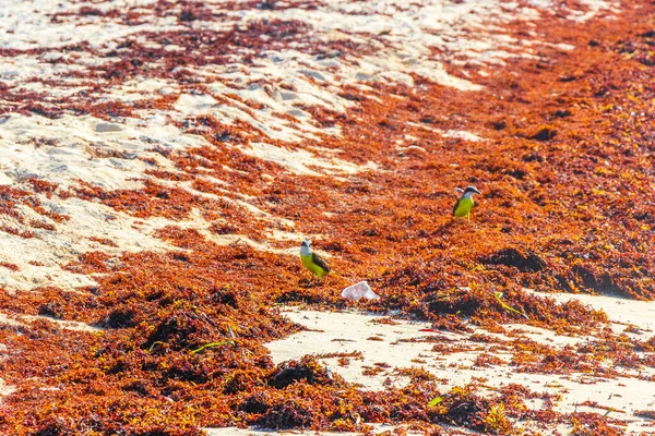 Grote Kiskadee Geel Bruin Mannelijke Vrouwelijke Vogels Eten Walgelijke Sargazo — Stockfoto