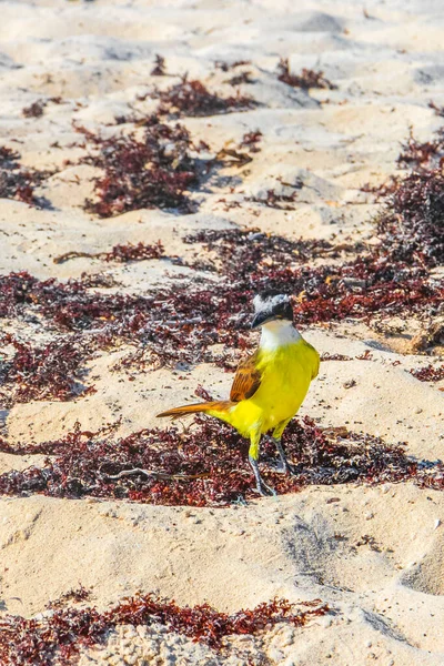 Великий Kiskadee Желтый Коричневый Самец Птицы Птицы Едят Отвратительный Саргазо — стоковое фото