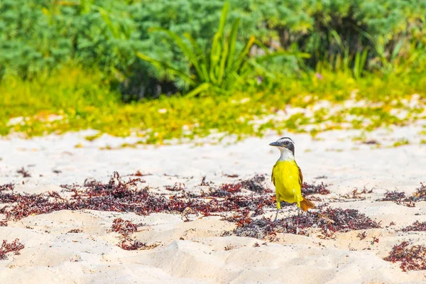素晴らしいKisskadee黄色の茶色のオスのメスの鳥は プラヤ カルメンキンタナ メキシコの熱帯メキシコのビーチで嫌なサルガソを食べる — ストック写真