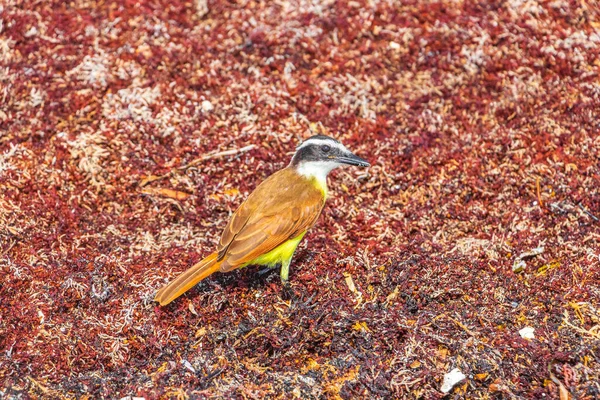 墨西哥普莱亚德尔卡门金塔纳罗奥岛的热带墨西哥海滩上 一只名叫Kiskadee的黄褐色雌鸟正在吃恶心的沙加佐 — 图库照片