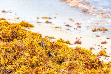 A lot of red very disgusting seaweed sargazo at tropical mexican beach and Punta Esmeralda in Playa del Carmen Mexico.